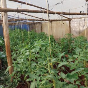 BSF Frass Organic Fertilizer (5kg)