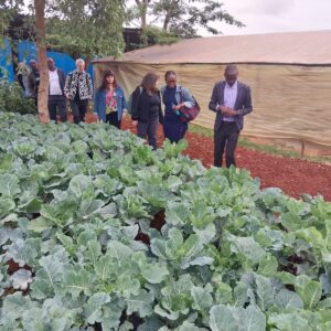 Fresh Kale (Sukuma Wiki) Bundle